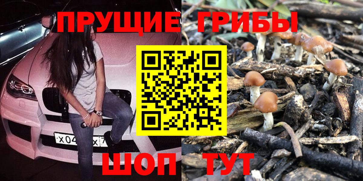 Ленинск-Кузнецкий  сколько стоит  Вход с VPN  Псилоцибиновые грибы Psilocybine cubensis 