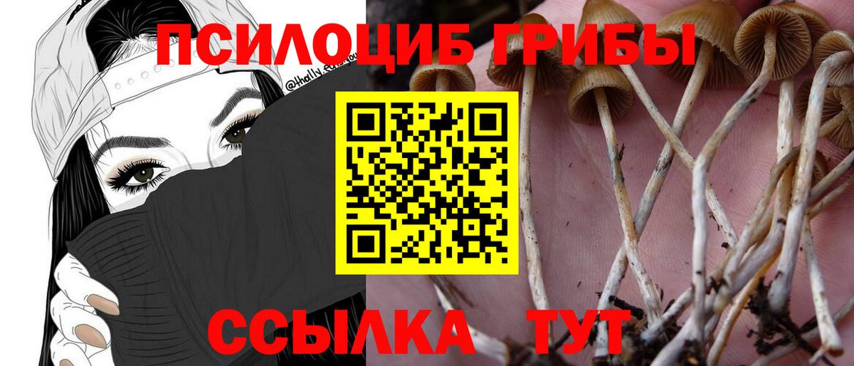 Галлюциногенные грибы Cubensis  Ленинск-Кузнецкий 